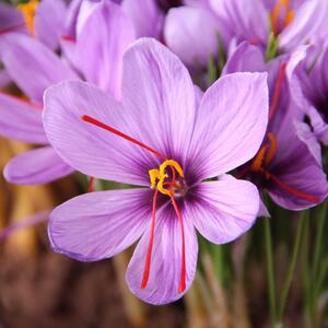 U septembru se sadi jedan od najlepših cvetova na svetu: Šafran traži minimalnu negu, a nagrađuje božanstvenom bojom