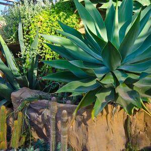 Cveta samo jednom u životu i na to može da se čeka 30 godina: Nezahtevna biljka koja voli sunce veoma je otporna