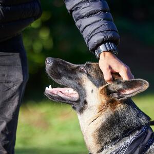 Kako najbrže i najlakše naučiti psa da dođe kad ga zovete? Uz ove savete profesionalnog dresera život će vam biti lakši