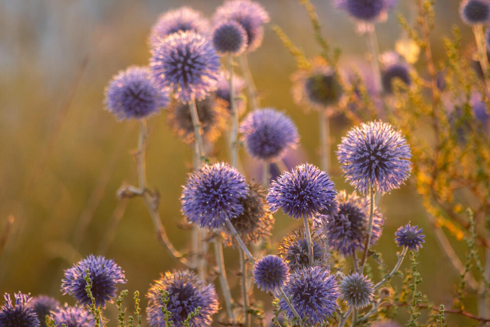 Plavi čičak na jesen