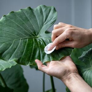 Zašto adam plače? Evo šta prouzrokuje kapljice vode na listovima i šta vam time biljka poručuje