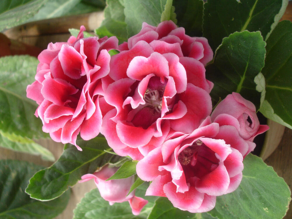 Da bi gloksinija cvetala, mora redovno da se prihranjuje