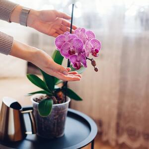 Neka kuća miriše i bude puna boja cele zime! 5 sobnih biljaka koje daju raskošne cvetove, a neguju se jednostavno