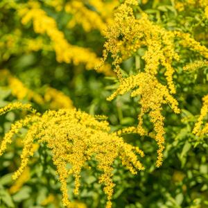 Ako ste alergični na ambroziju, pripazite na ishranu: 10 namirnica koje treba izbegavate dok ova biljka cveta