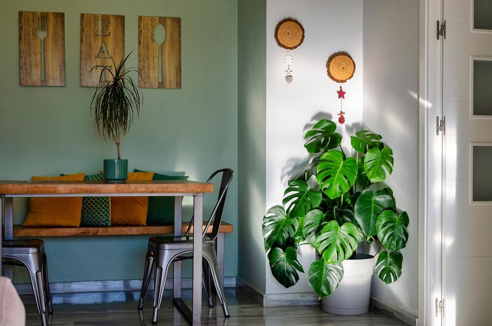 Monstera (lat. Monstera deliciosa) potiče iz tropskih šuma Meksika i Paname