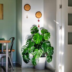 Ako joj date "banana čaj" rašče kao luda: Tajna prihrana MONSTERE koja je čini kraljicom svakog doma, ali i bašte