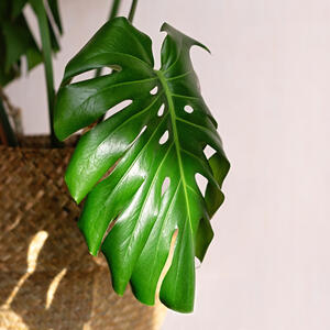 Privlači novac i ljubav & pretvara dom u urbanu džunglu: MONSTERA se neguje jednostavno, a može da živi i 50 godina