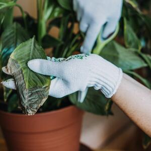 Zašto su listovi mirnog ljiljana požuteli? 6 najčešćih razloga + kako da to ispravite