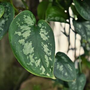 Kako se gaji đavolji bršljan? Maltene se neguje sam, a svojim srcolikim listovima će ulepšati vaš dom