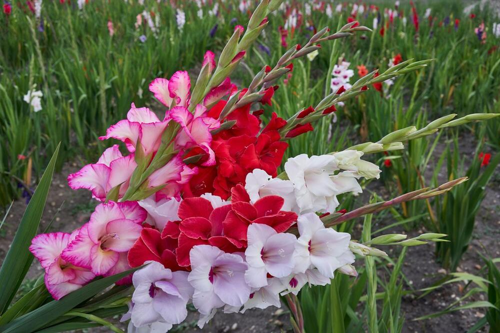 SAVETI ZA GAJENJE GLADIJOLA 