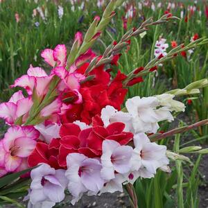 Kako sačuvati gladiole preko zime? Korak po korak do najlepših cvetova već u maju