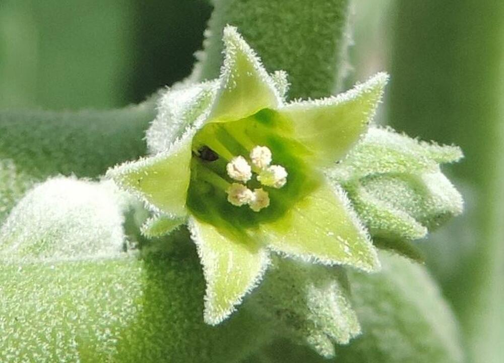 Cvet ašvagande (lat. Withania somnifera)