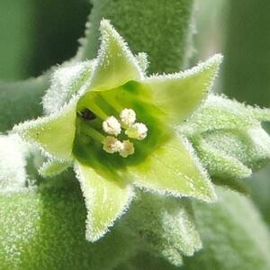 Čarobna biljka za jači um i telo najveće je čudo ajurvede: 8 stvari koje mogu da se dese ako svaki dan pijete ašvagandu