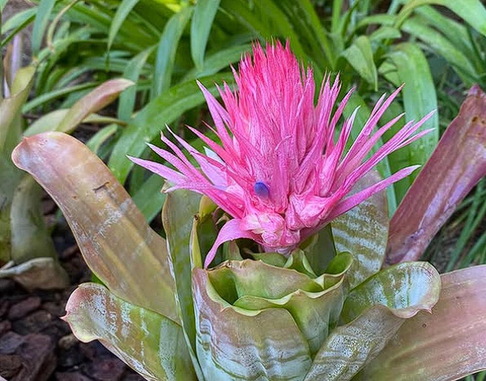 Ehmeja (Aechmea fasciata)