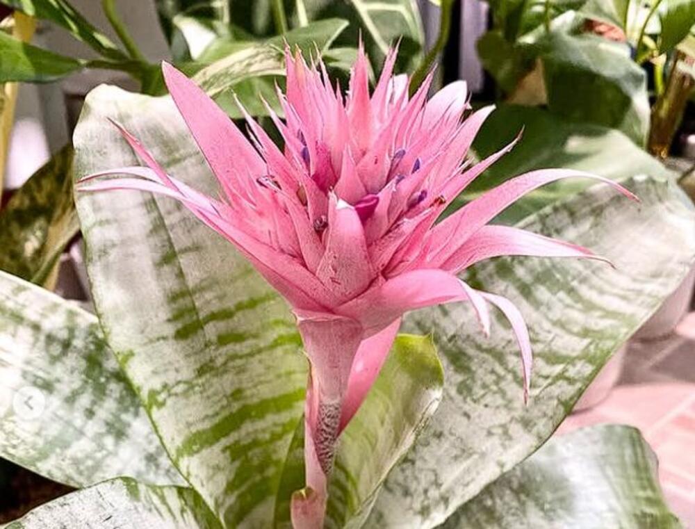 Ehmeja (Aechmea fasciata)