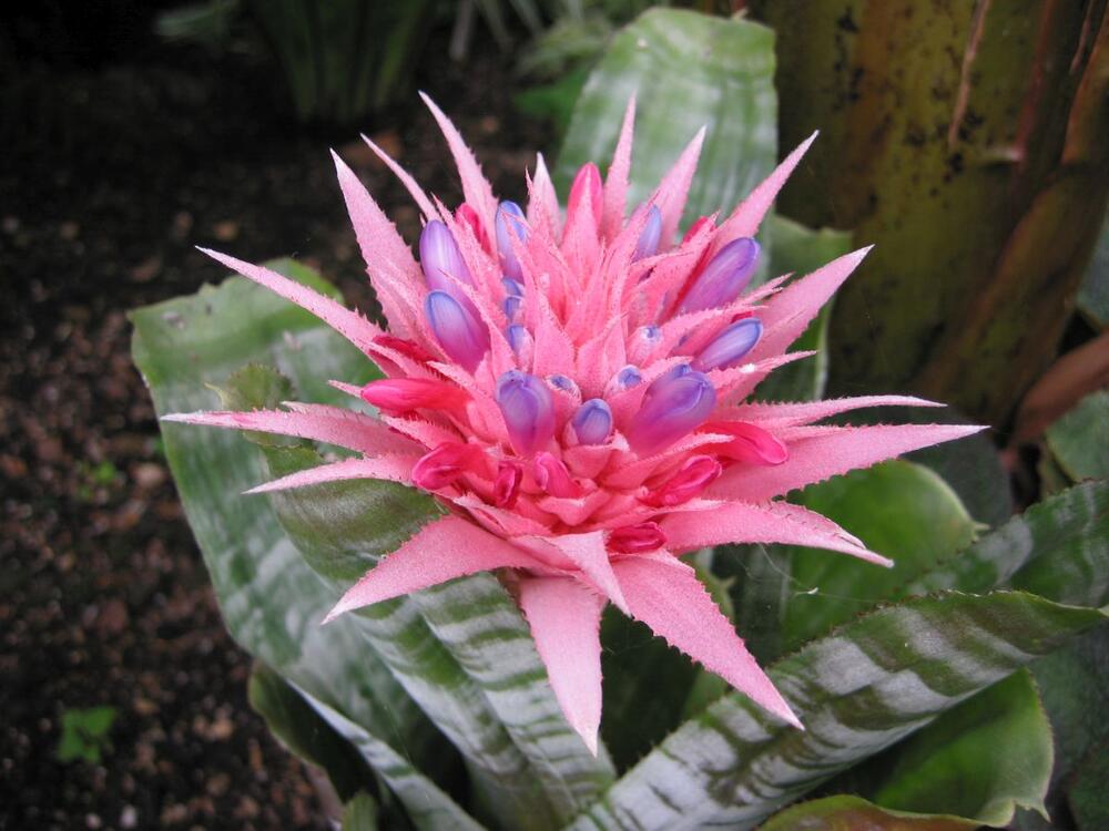 Ehmeja (Aechmea fasciata)