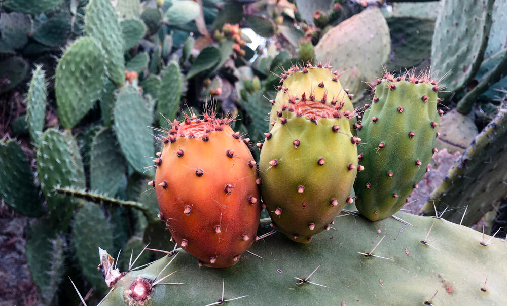 Opuncija (lat. Opuntia ficus-indica), u svetu poznatija kao indijska smokv