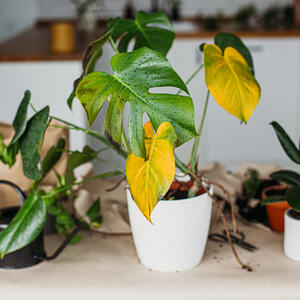 5 znakova da previše zalivate sobne biljke: Ako su počele da se suše ovo su koraci koje treba da preduzmete