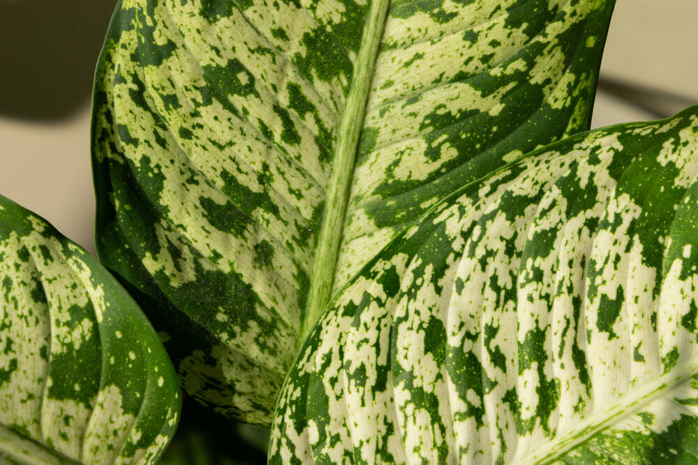 Prošarani listovi difenbahije