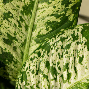 Sobna biljka koju Srpkinje obožavaju voli tamu i savršena je za jesen: Neguje se jednostavno, a može da stoji bilo gde