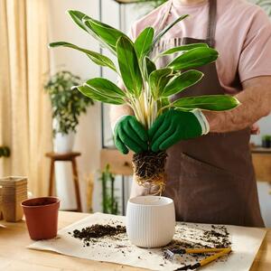 Kako odabrati saksiju za sobnu biljku? Dve stvari su presudne, evo na šta treba obratiti pažnju