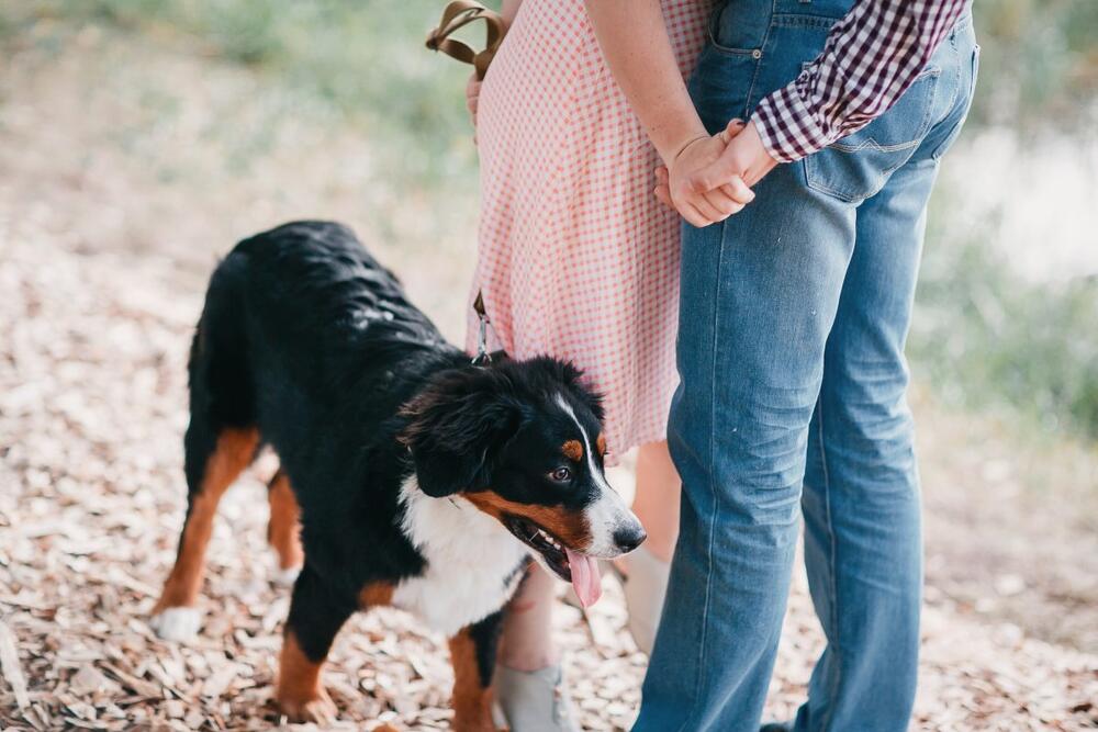 PSI SU U STANJU DA PRATE VLASNIKE SVUDA, PA I U KUPATILO DOK IDU 