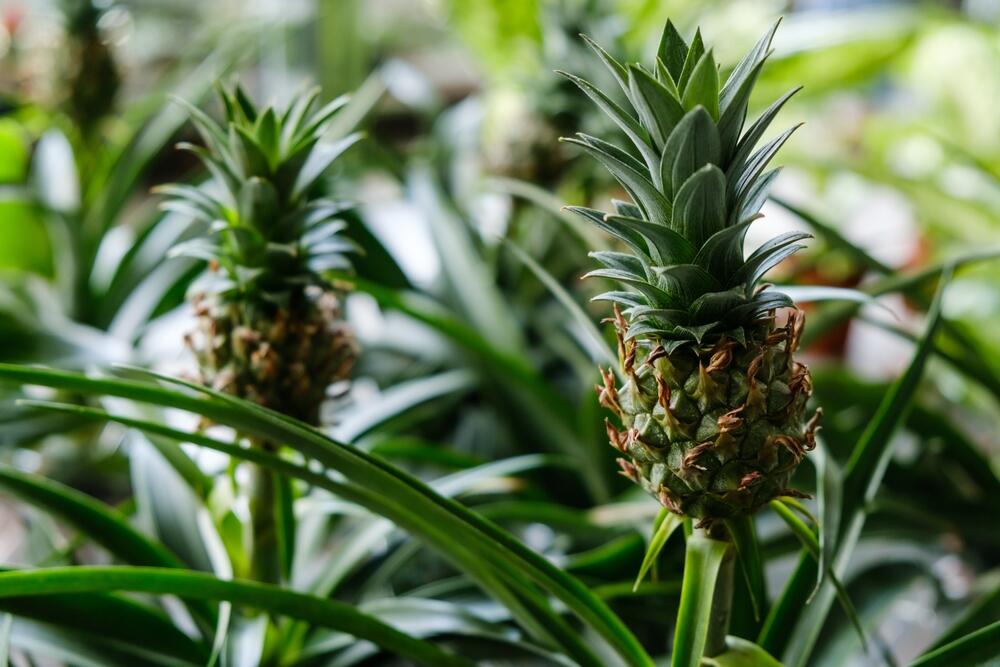 Ananas u saksiji, uzgajan kao dekorativna kućna biljka