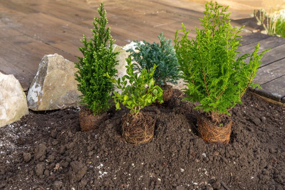 ZIMZELENE BILJKE SE NE SADE U JESEN