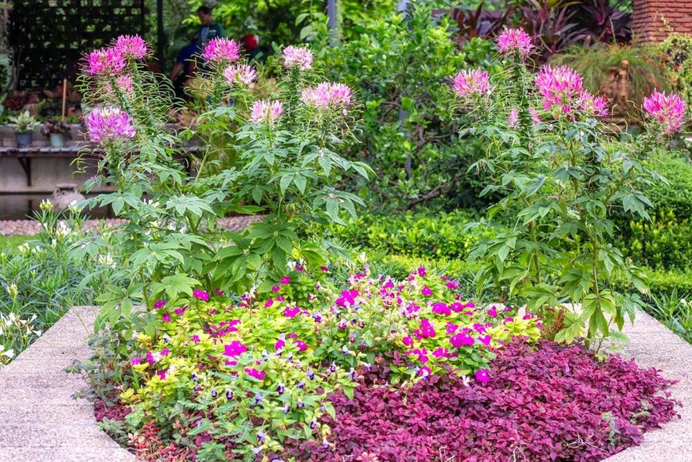 ZAŠTITA EHINACEE OD MRAZA 