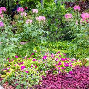 Kako pripremiti biljku sunčeva kapa za zimu? Ehinacea pomaže kod gripa i prehlade, a ovako će preživeti i najjači mraz
