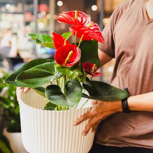 Tera negativnu energiju, a privlači strast: Ako se neguje pravilno, anturijum cele godine daje predivne srcolike cvetove