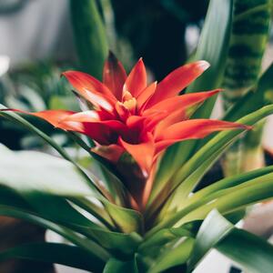 Kako se neguje guzmanija, najlepša sobna biljka? Zaliva se nešto drugačije, traži minimum pažnje, a unosi otmenost u dom