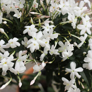 Sobni jasmin cveta na zimu, a skoro da se neguje sam: 7 saveta uz koje ćete uneti duh proleća u svoj dom