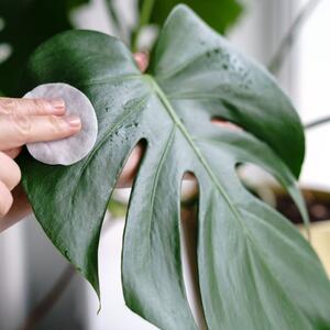 Kako i koliko često treba da se čiste listovi biljaka? Osim zalivanja, ovo je veoma bitan korak u negi