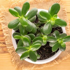 5 biljaka koje su idealan poklon za slavu: Veruje se da u dom privlače prosperitet, zdravlje i harmoniju i prelepe su