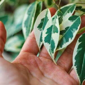 Negujte ga ovako i bendžamin će biti visok, zdrav i bujan: Prelepa "uplakana smokva" nije zahteva, a čini dom otmenim