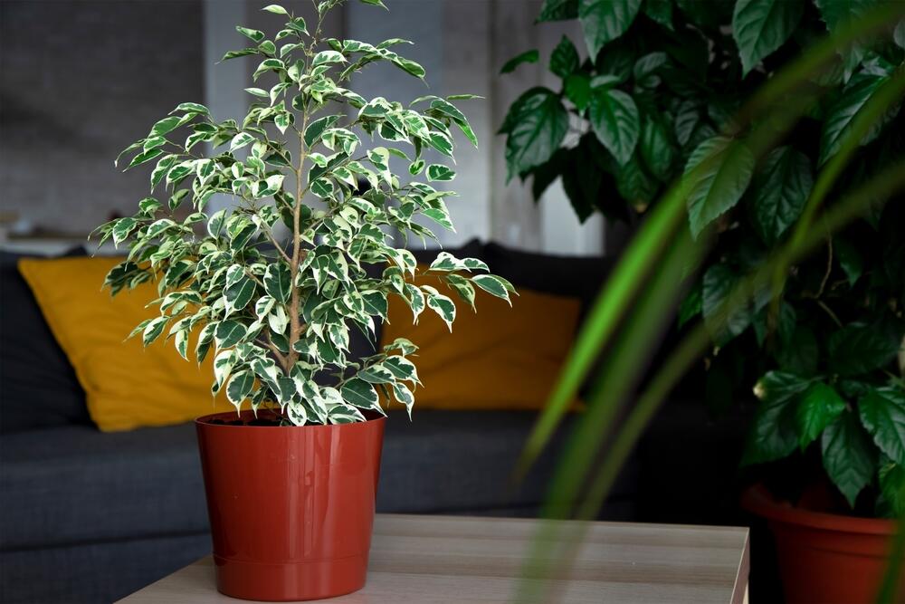 Bendžamin je jedna od 850 vrsta fikusa