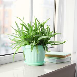 Gde treba da stoji aloe vera i kako se održava? Biljka koja "pretvara negativnu energiju u pozitivnu" ima više supermoći