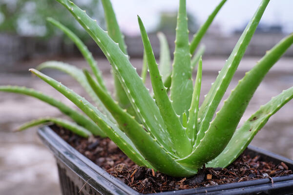 Kako naterati aloe veru da procveta? Saveti za gajenje, razmnožavanje i skupljanje gela koji je idealan nakon sunčanja