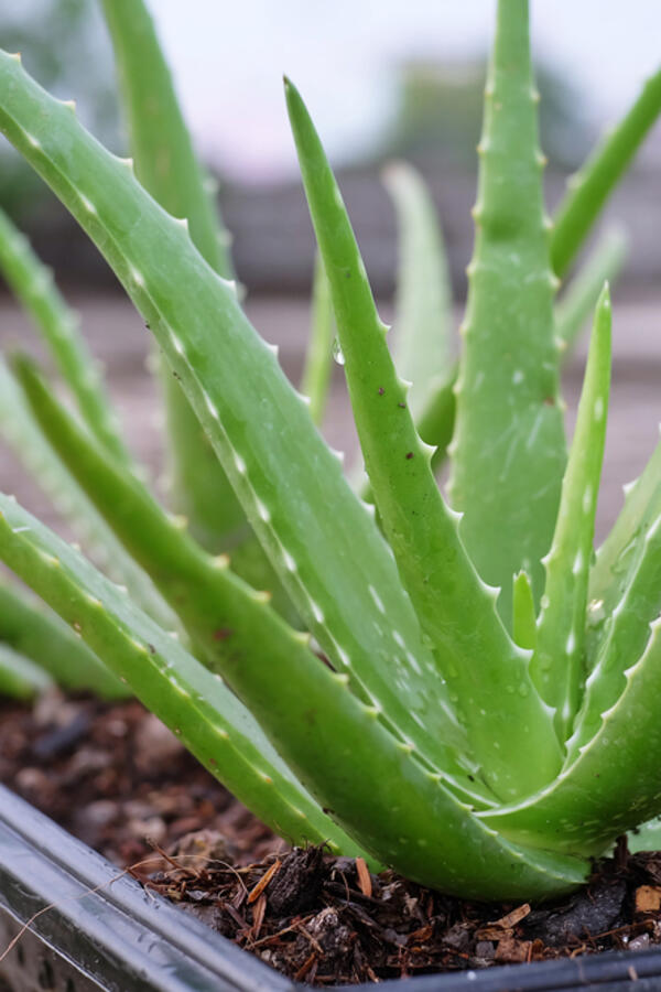 6 biljaka koje nikako ne smete da prihranjujete kafom: Umesto da ih poboljša, samo će ih uništiti i oslabiti