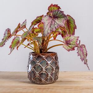 Koje sobne biljke ne treba držati jednu pored druge? Izgledaju prelepo zajedno, ali napraviće više štete nego koristi