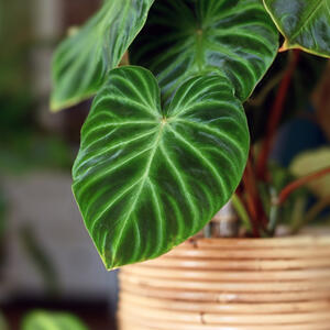 Omiljena kućna biljka u Srbiji neguje se lako: Čini dom otmenijim, a prečišćava i vazduh i energiju