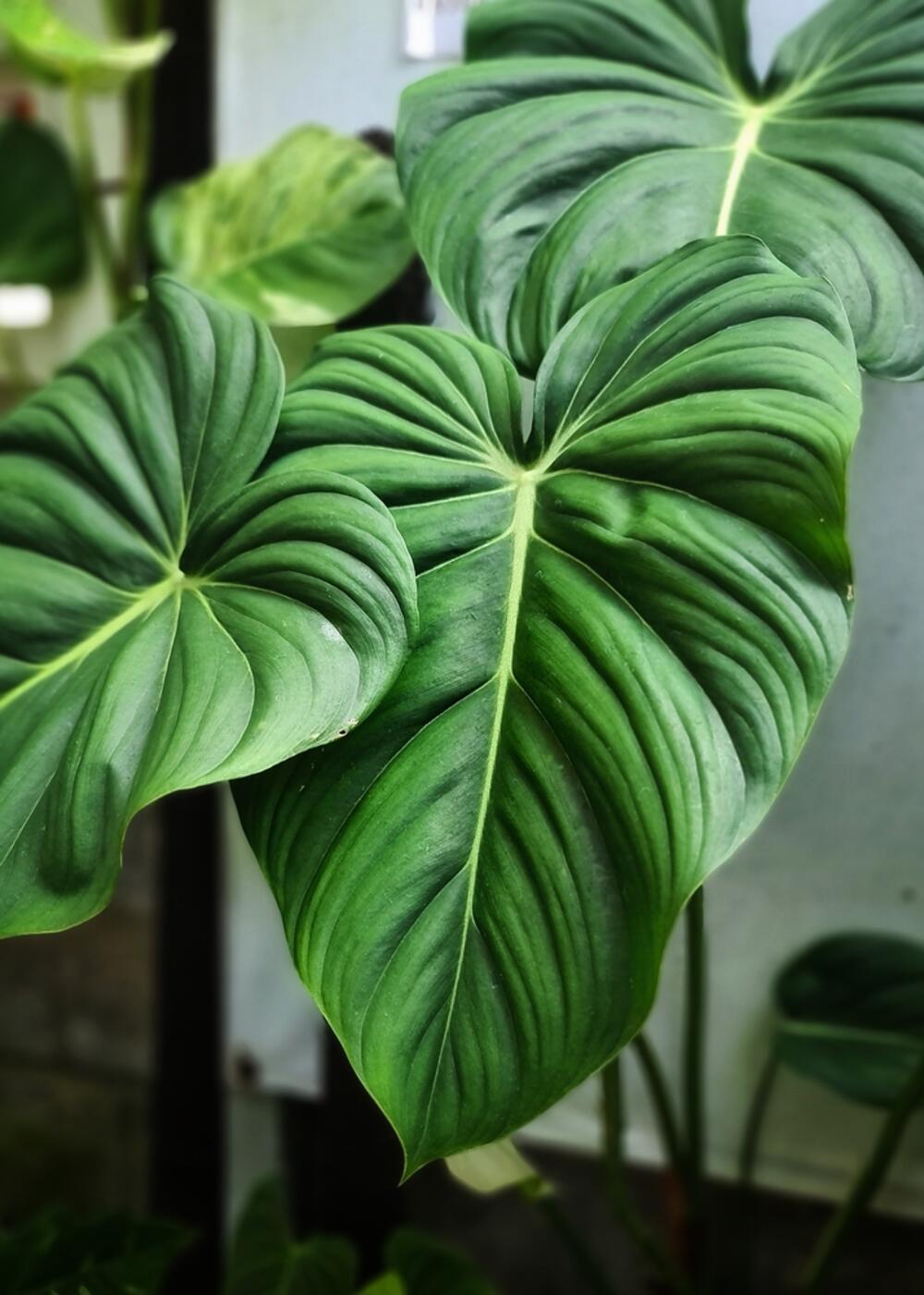 Retki filodendron Philodendron pastazanum