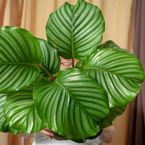 Saveti za negu tropske lepotice koja zrači luksuzom: Molitvena otporna biljka koja unosi toplinu i raskoš u svaki dom