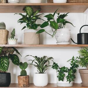 Koliko biljaka je stvarno potrebno za svežiji vazduh? Ako brinete da ste preterali, ovo treba da imate u vidu