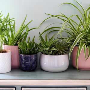 Da li sobne biljke treba da se dodiruju? Saveti stručnjaka za pravilan raspored, evo na šta treba da obratite pažnju