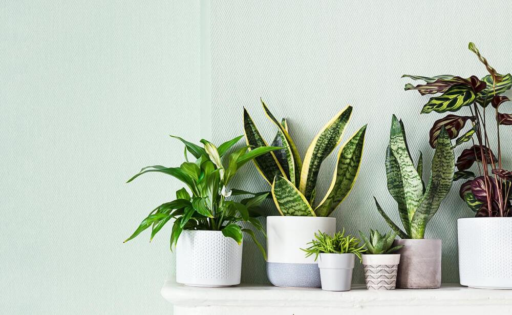 Sobne biljke grupišite prema vrsti uslova koja im je potrebna