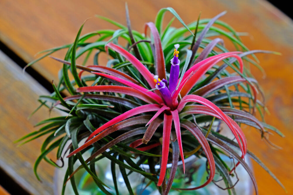 'Vazdušna biljka' tilandsija je vrlo otporna