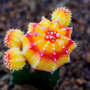 Svi će vas pitati kakvo to čudo uzgajate: Mesečev kaktus je jedan od najneobičnijih cvetova na svetu, a neguje se lako