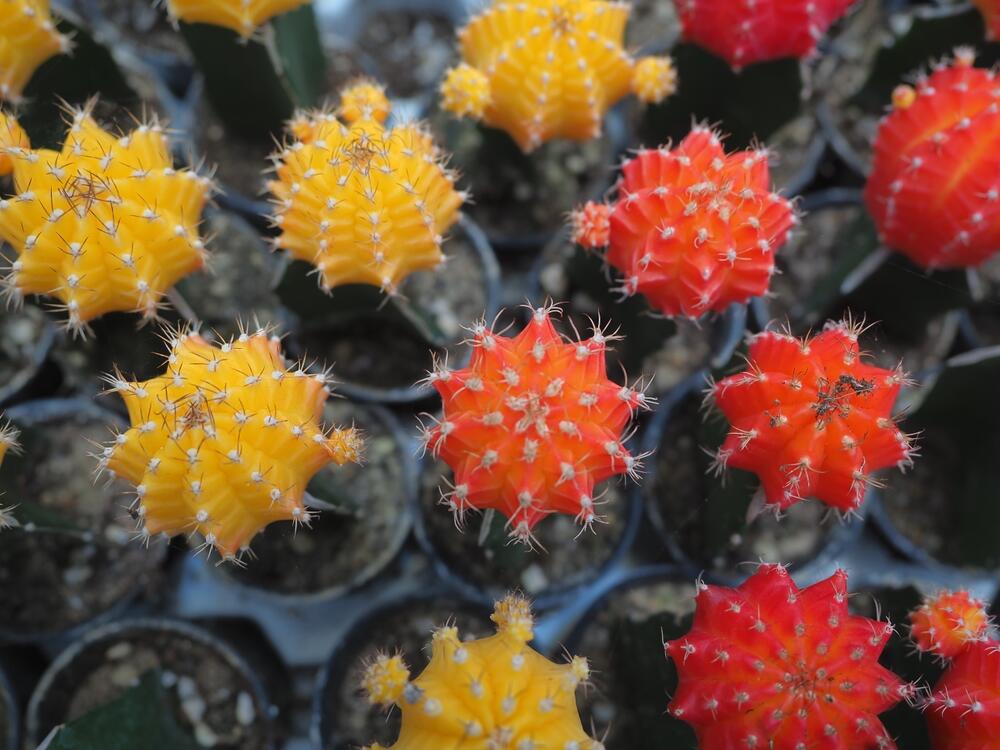 Mesečev kaktus (Gymnocalycium mihanovichii) u različitim varijantama boja